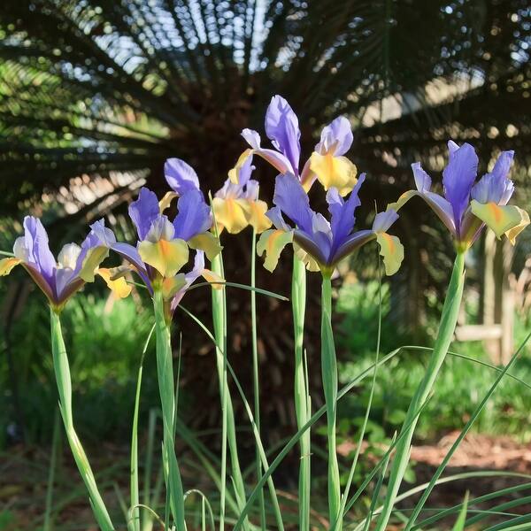 Mixed Dutch Diva Iris Bulbs - Set of 30 Mixed Dutch Diva Iris Bulbs - Set of 30