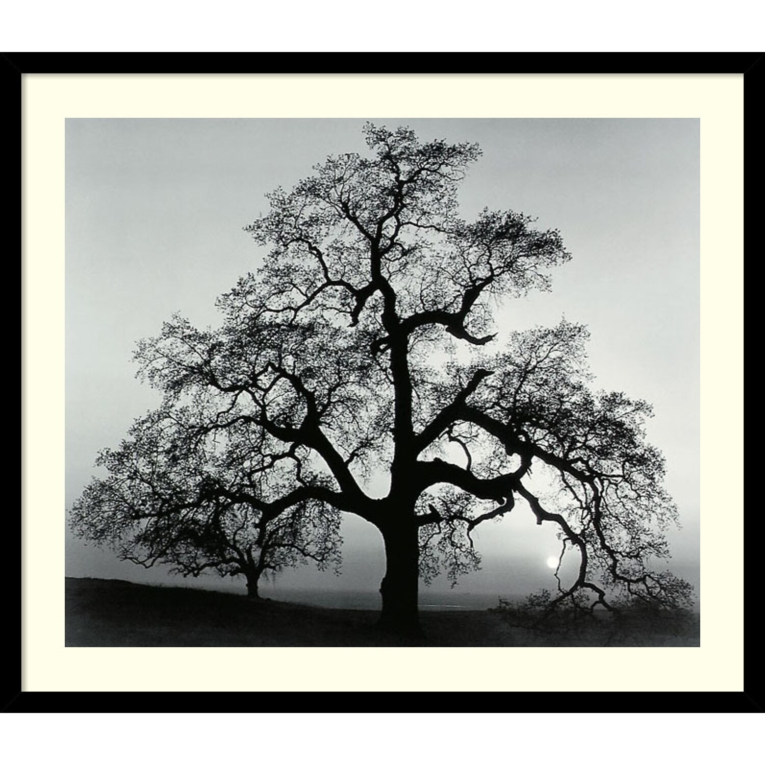 Framed Art Print 'Oak Tree, Sunset City, California, 1962
