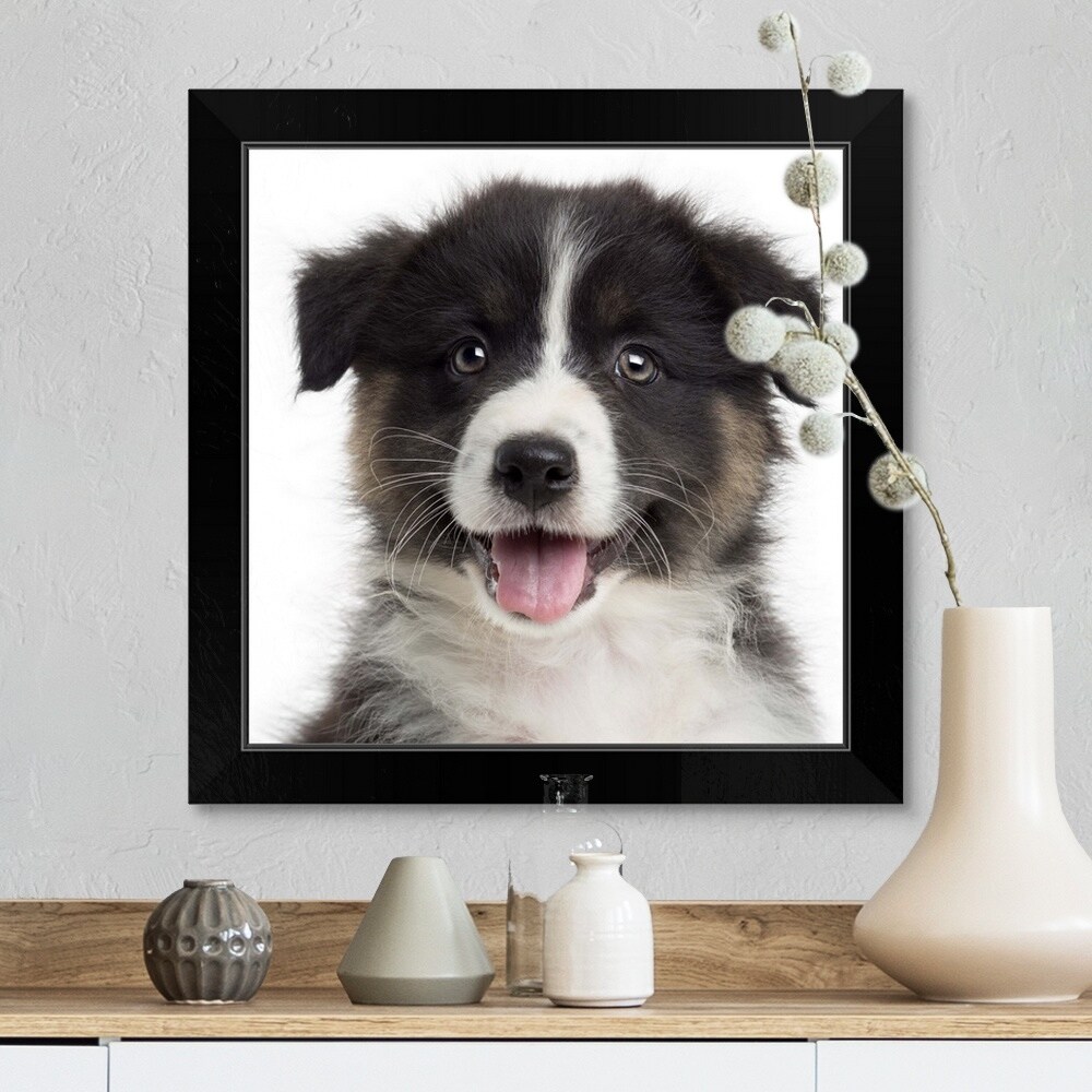 Shop An Australian Shepherd Puppy Black Framed Print On Sale Overstock Shop An Australian Shepherd Puppy Black Framed Print On Sale Overstock