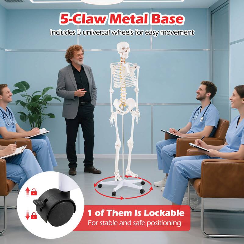 Costway 70.8" Life Size Human Skeleton Model Anatomical Skeleton with - as pic shows - See Details