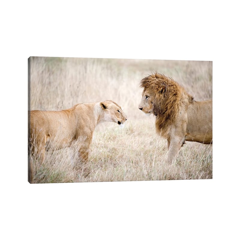 iCanvas "Lion And A Lioness Standing Face To Face In A Forest, Ngorongoro Crater, Tanzania" by Panoramic Images Canvas Print