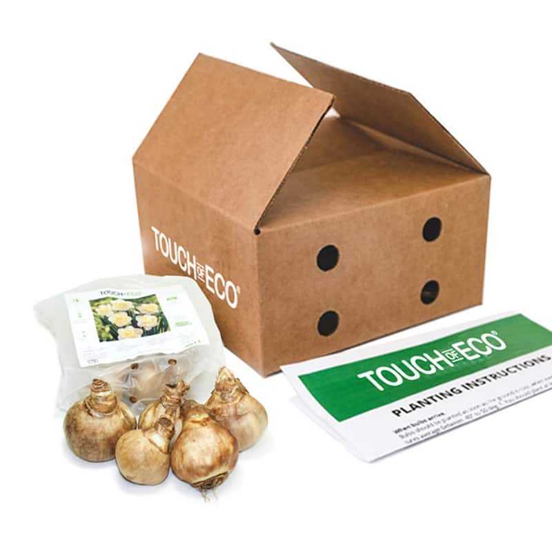 White Lion Double Daffodil Flowers - 12 Bulbs - Spring Blooming White & Yellow Narcissus - Attracts Butterflies & Bees - 12 Bulbs
