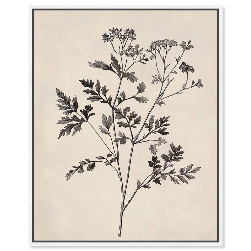 Aniseed Anatomy I Canvas by Art Remedy - White - 30" x 36"