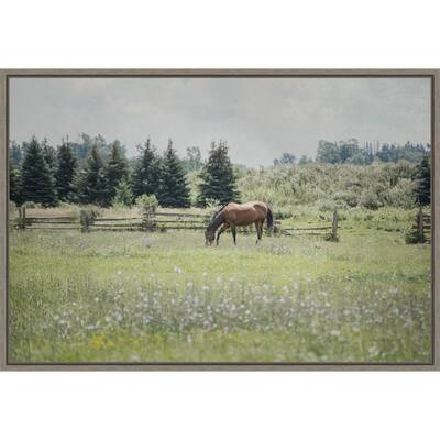 Sun Drenched II (Horse) by Elizabeth Urquhart Framed Canvas Art