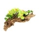 preview thumbnail 2 of 3, Orchid and Succulent Arrangement