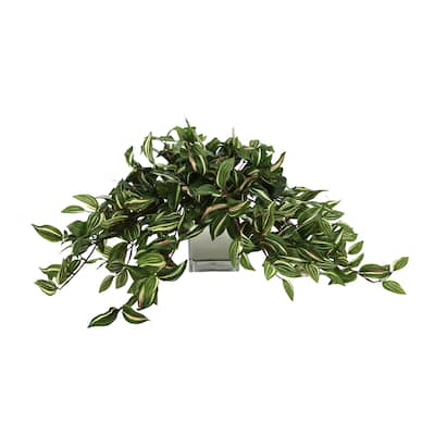 Ivy Arrangement in a Square Glass Pot - Green