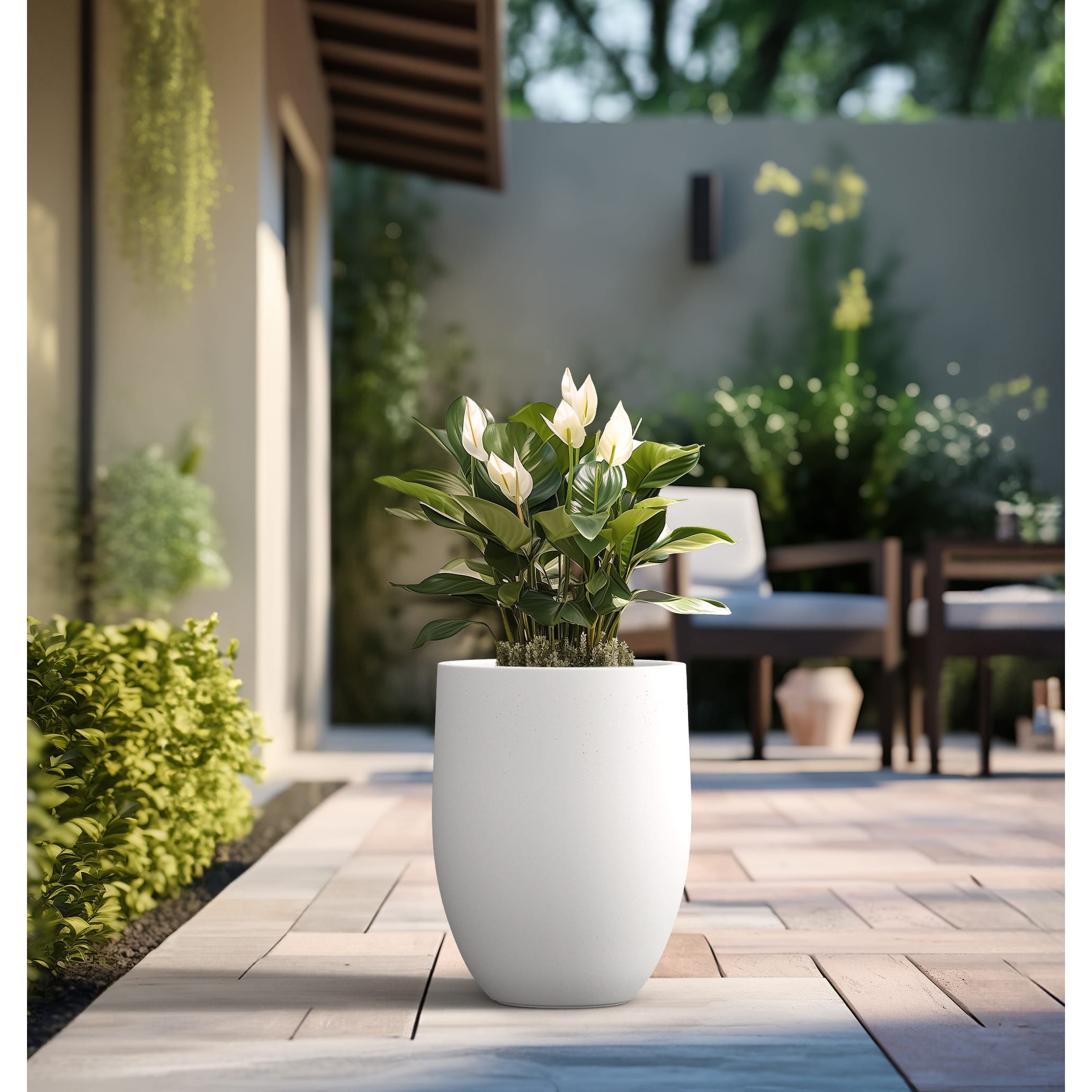 Option Crisp White