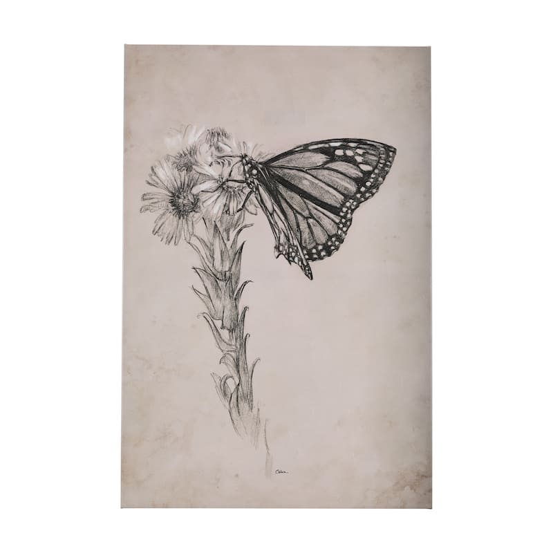 Wild Aster With Monarch Butterfly Drawing III (30 x 45) Canvas Art Print - Small