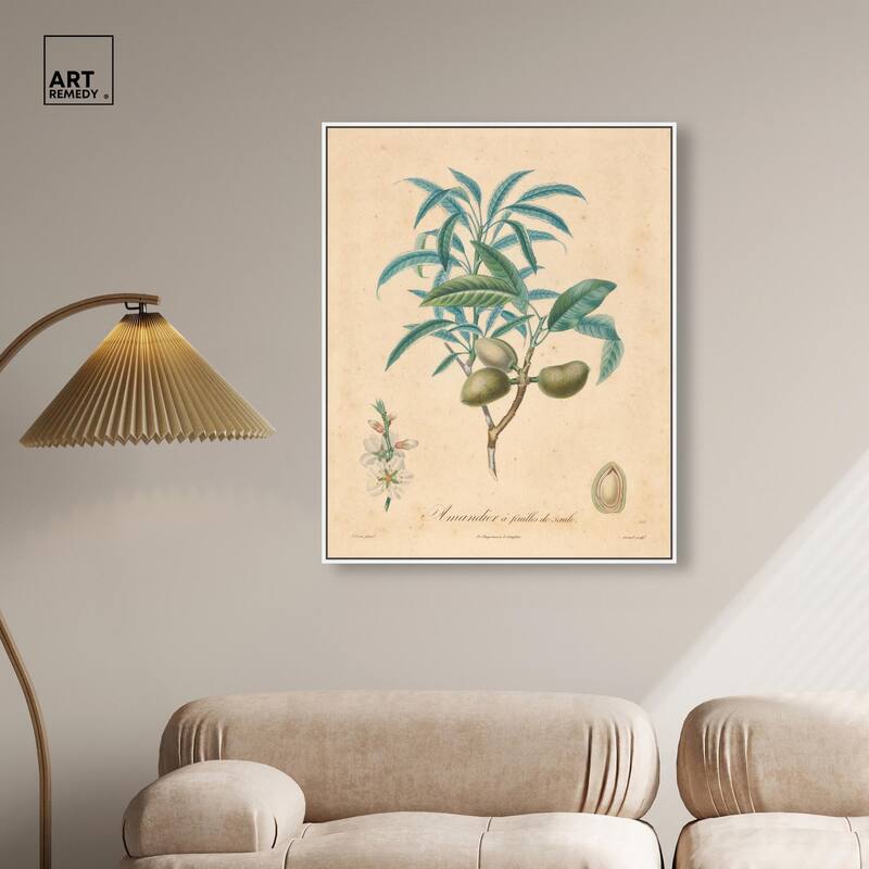 Almond of Georgia II Canvas by Art Remedy