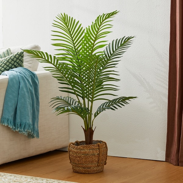 fiddle leaf fig temperature range Fiddle Leaf Fig main image 1