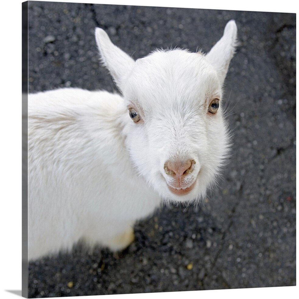 Shop Curious White Goat Canvas Wall Art Overstock 16481617