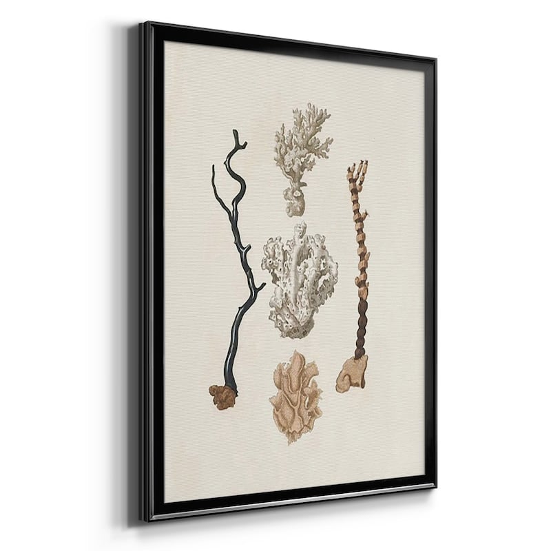 Knorr Shells & Coral V Premium Framed Print - Ready to Hang