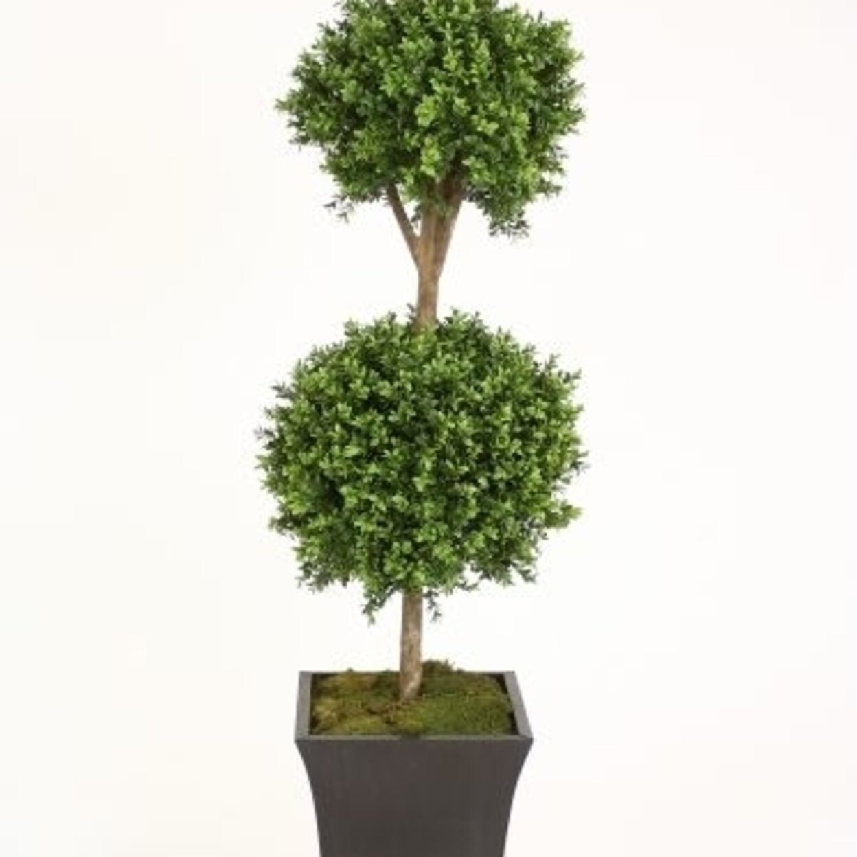 Shop Distinctive Designs T794 M11a 62 In Boxwood Double Ball