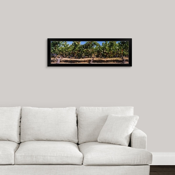 "Grape vines in a vineyard, Napa Valley, Napa County, California" Black Framed Print