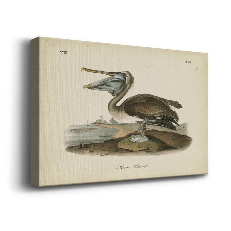 Audubons Brown Pelican Premium Gallery Wrapped Canvas - Ready to Hang