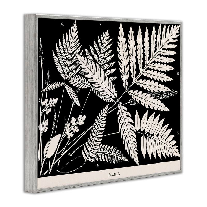 Stupell Overlapping Ferns on Black Framed Giclee Art Design By Phillipa Katz