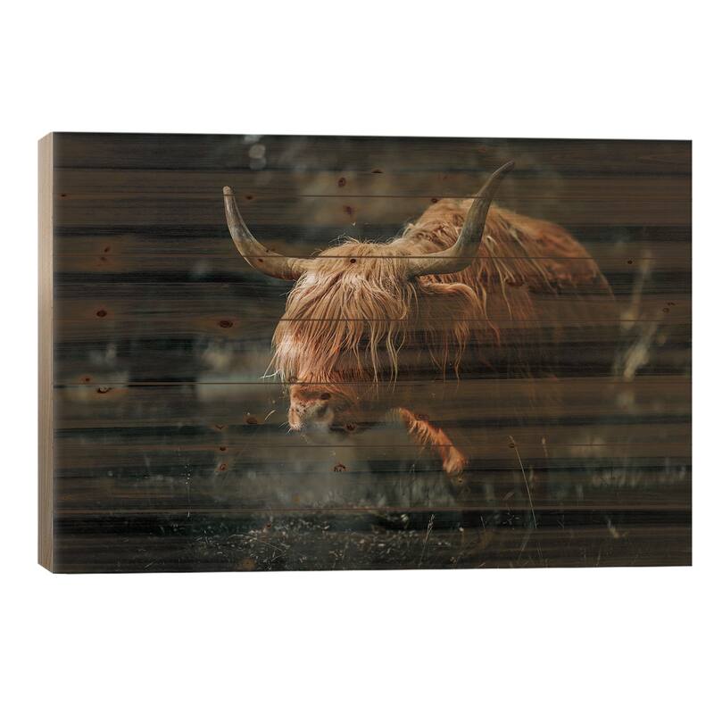 Scottish Cow Animal , Horns Print On Wood by Adrian Vieriu - Multi-Color - 26x40x1.5