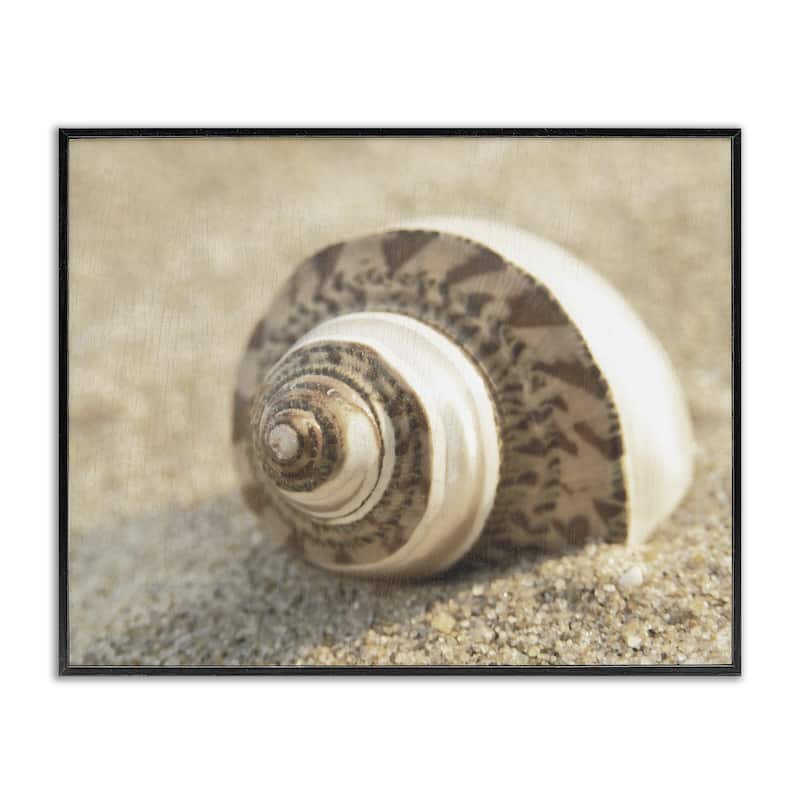 Stupell Neutral Tone Seashell Framed Giclee Art Design By Dora Rotondella - 20 x 16 - Black