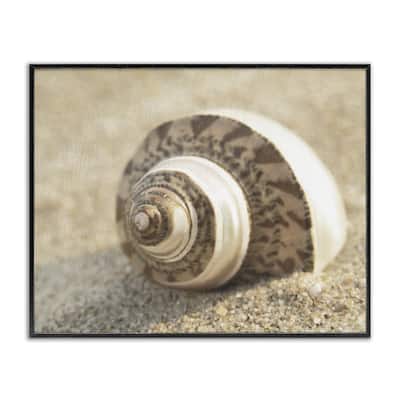 Stupell Neutral Tone Seashell Framed Giclee Art Design By Dora Rotondella