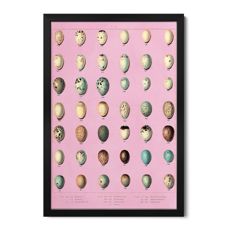 Sparrow and Finch Bird Eggs Premium Framed Poster by Piddix - Black - 32x24x1