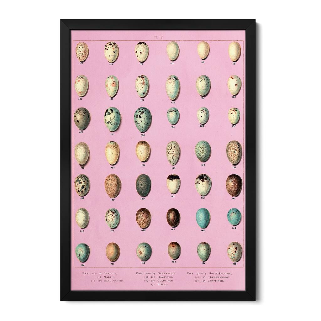 Sparrow and Finch Bird Eggs Premium Framed Poster by Piddix