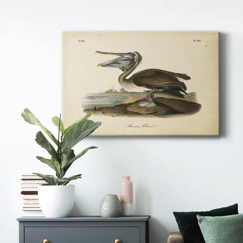 Audubons Brown Pelican Premium Gallery Wrapped Canvas - Ready to Hang