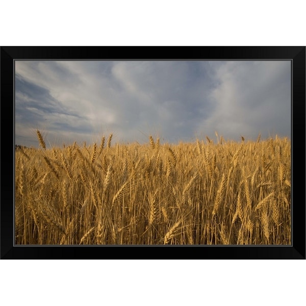 "Early morning Landscape of Wheat in Palouse" Black Framed Print