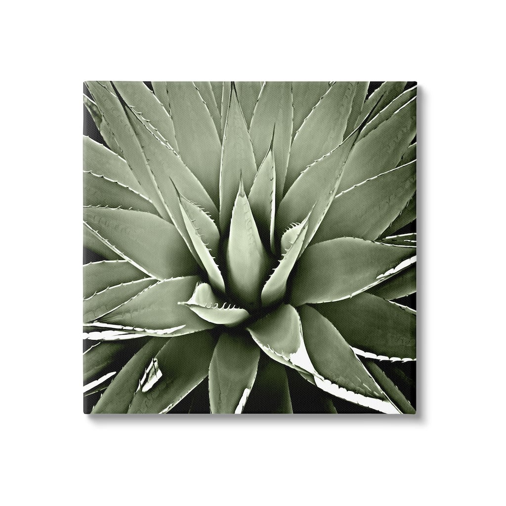 Stupell Succulent Plant Lush Leaves Canvas Wall Art by Lindsay Benson