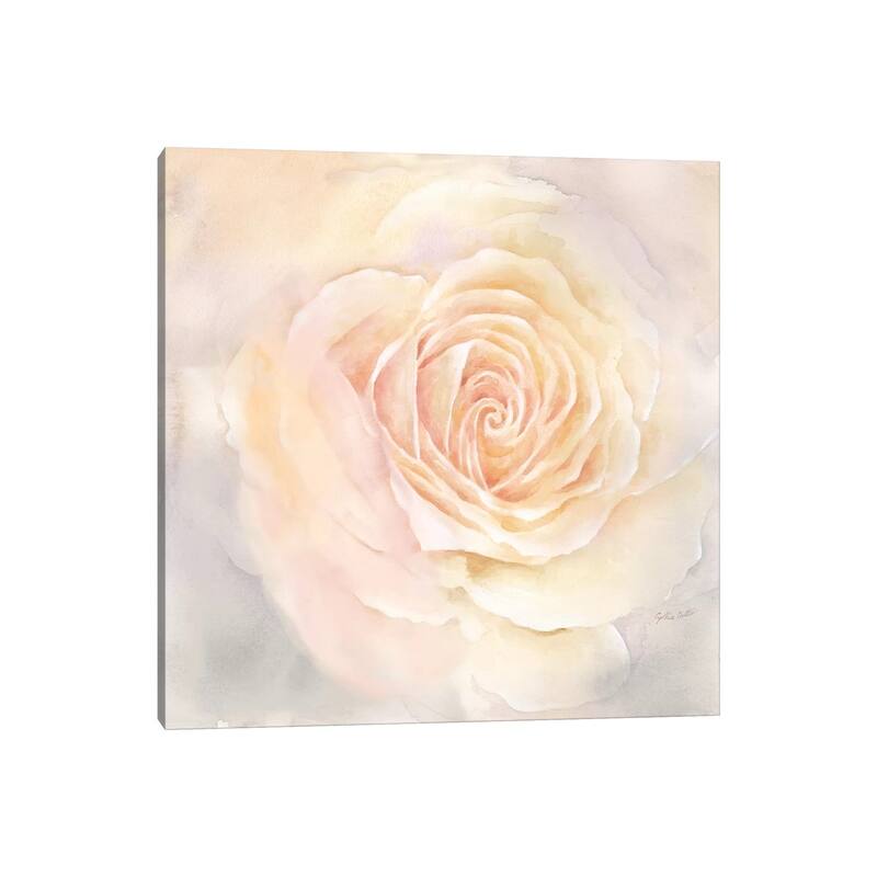 iCanvas "Blush Rose Closeup III" by Cynthia Coulter Canvas Print