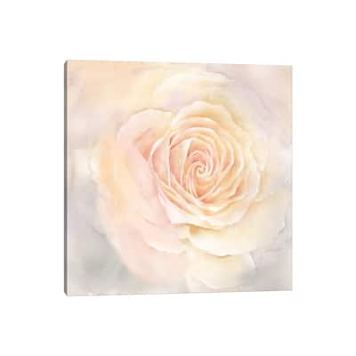 iCanvas "Blush Rose Closeup III" by Cynthia Coulter Canvas Print