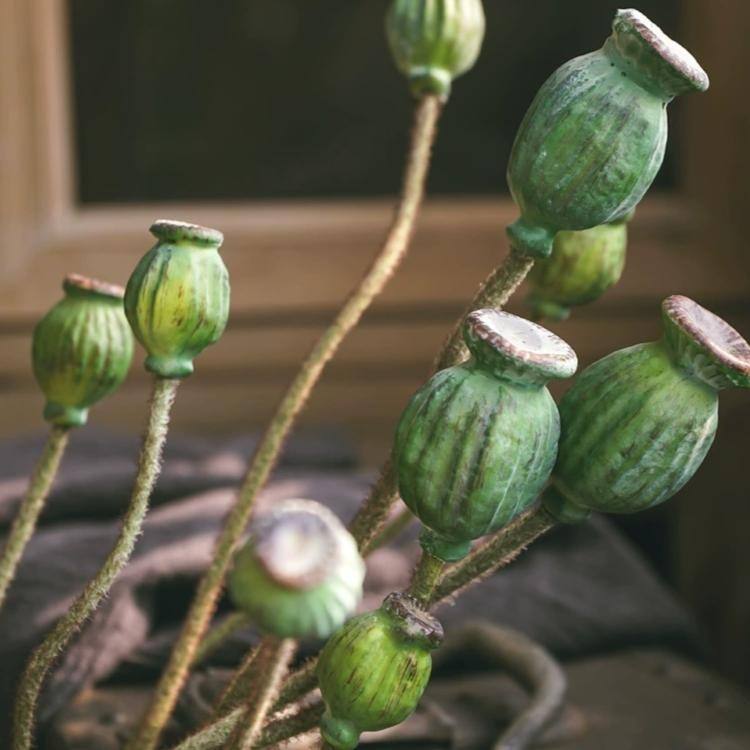 RusticReach Green Poppy Fruit Stem 30.7" Tall 3-Stem Bundle