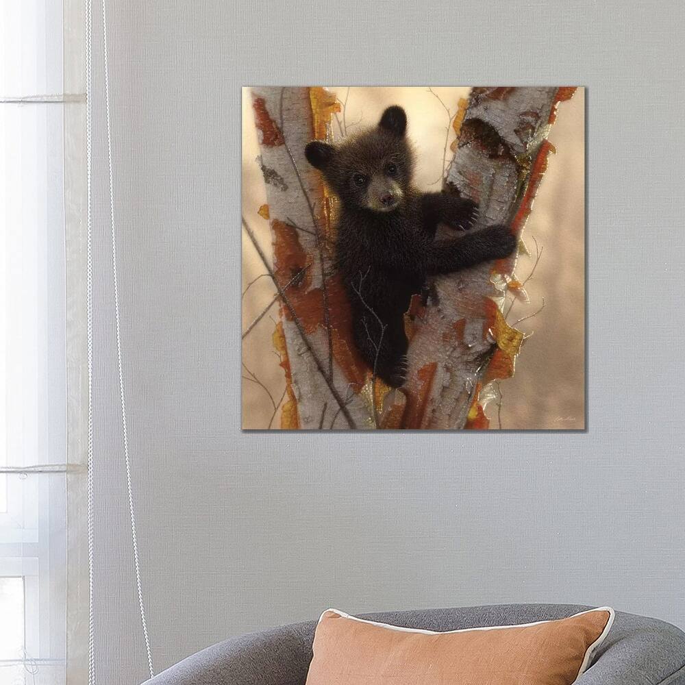 iCanvas "Curious Black Bear Cub I, Square" by Collin Bogle Canvas Print