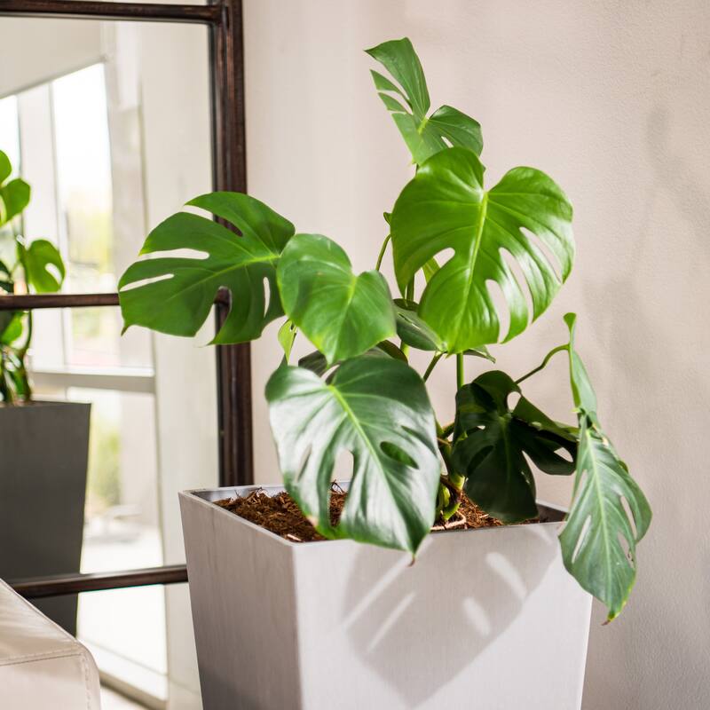 XBrand Modern Square Tapered Planter – 28" or 30" Tall, Indoor & Outdoor Use
