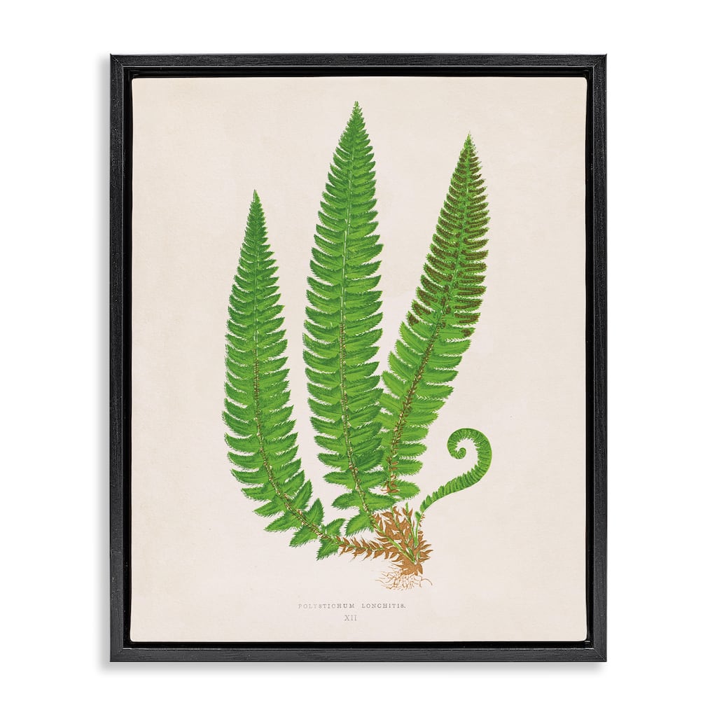 Stupell Natural Fern Branch Trio Framed Floater Canvas Wall Art Design By Phillipa Katz