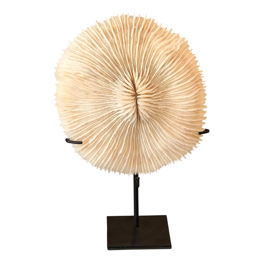 Artissance 10"H Sulawe White Coral with Stand (size & shape vary)