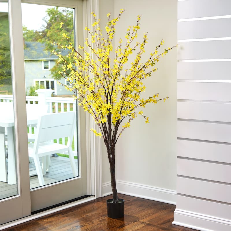 6' Forsythia Tree