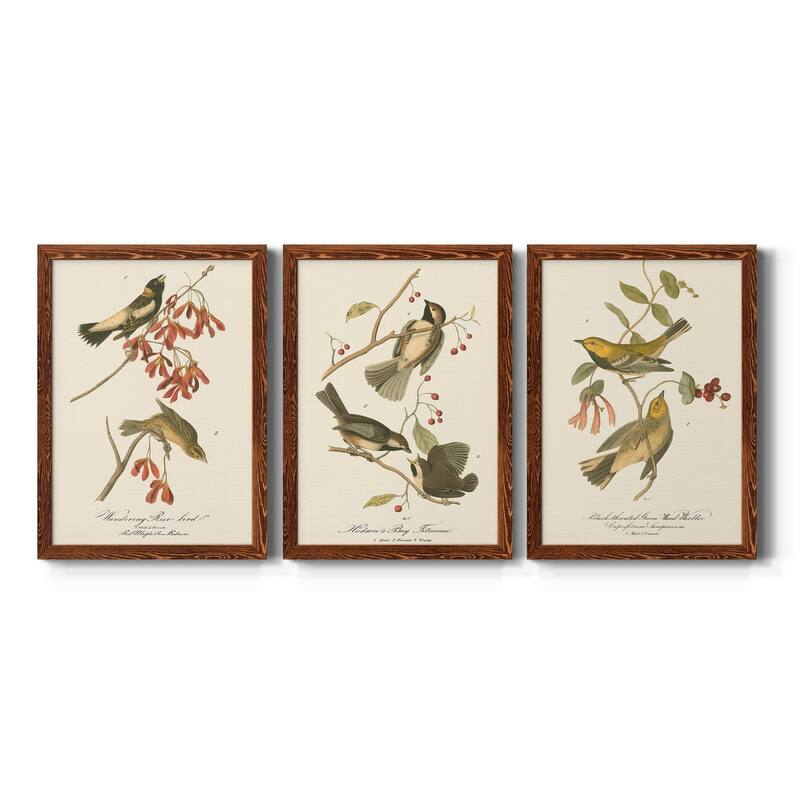 Wandering Rice Bird-Premium Framed Canvas - Ready to Hang - Multi-Color - 30.5X42.5 - Maple