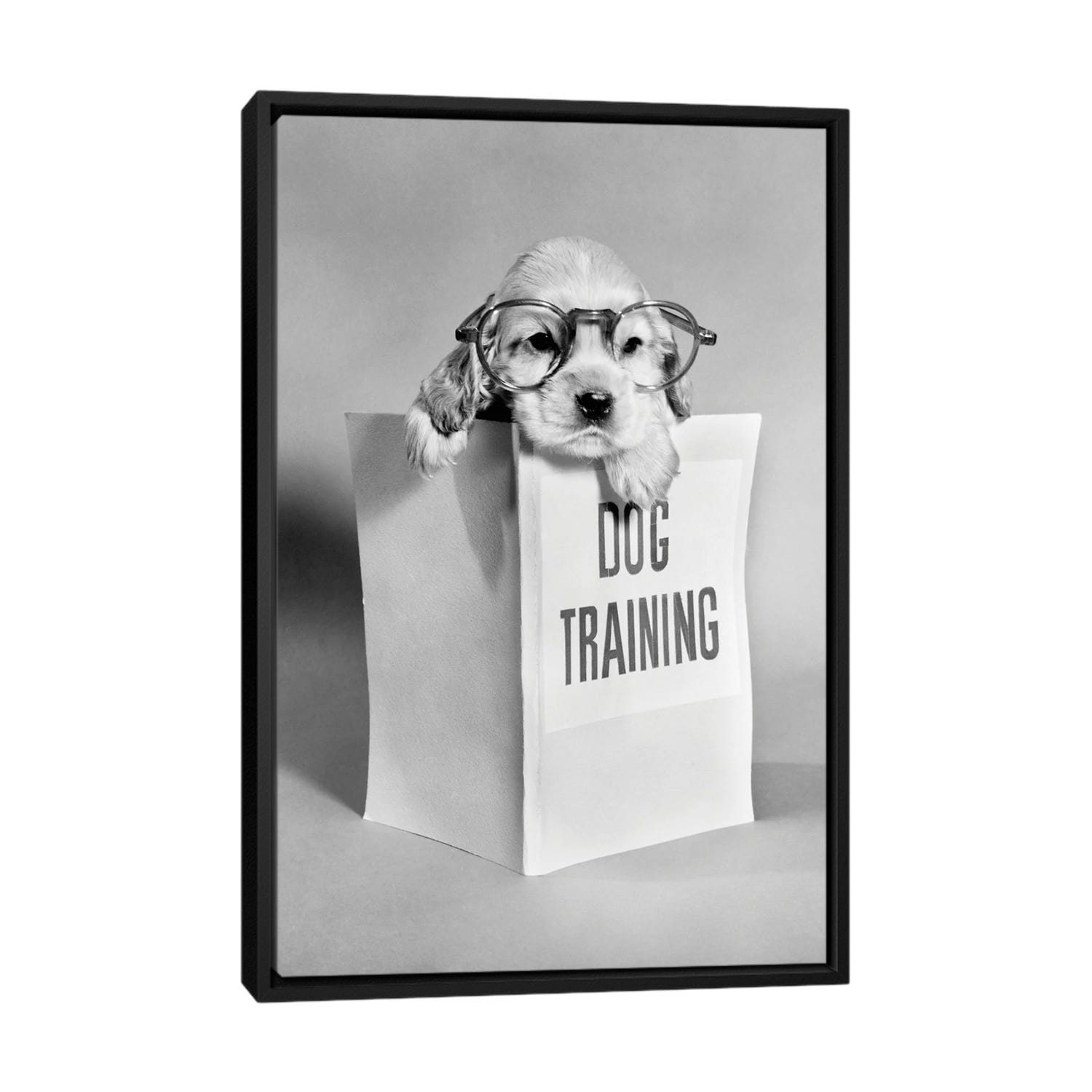 iCanvas 1950s Cocker Spaniel Puppy Wearing Glasses With Paws Over Dog  Training Manual by Vintage Images Framed Canvas Print