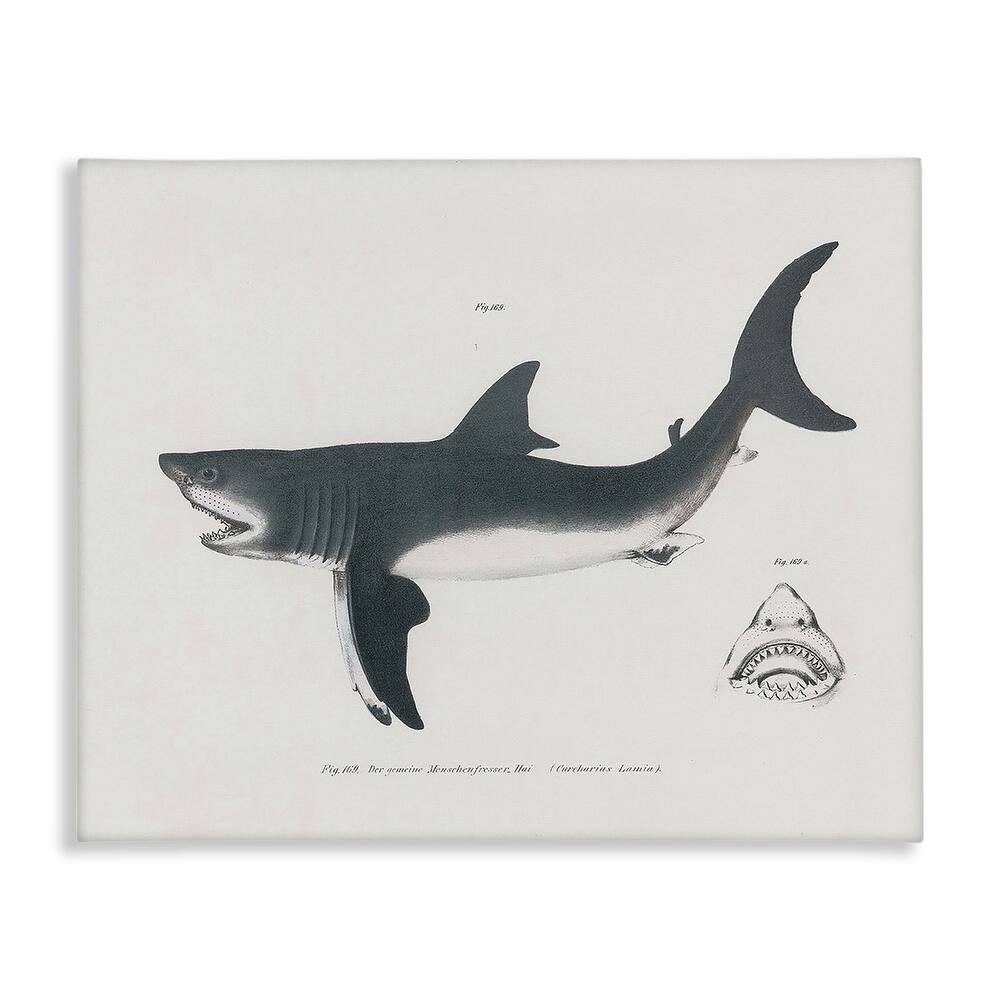 Stupell Detailed Shark Diagram Canvas Wall Art Design By Phillipa Katz