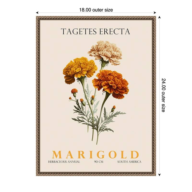 Vintage Botanical Marigold Illustration by Christopher Giampietro Framed Canvas Wall Art Print - Gold - 18 x 24 in