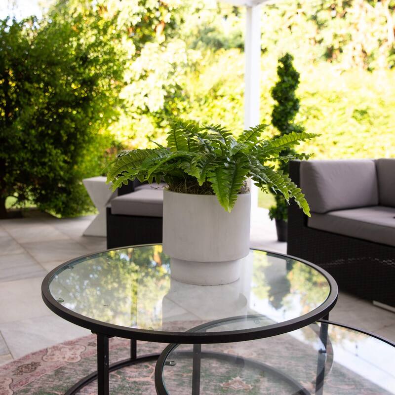 Boston Fern Artificial Plant - 19" - Set of 2