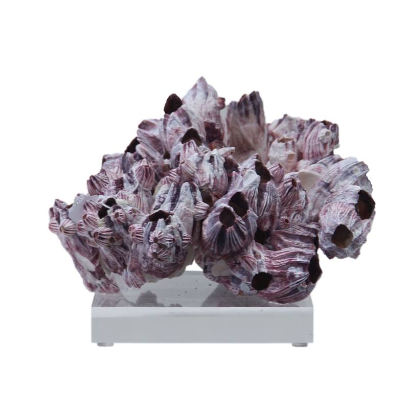 Barnacle Coral 8-10 Inch On Acrylic Base