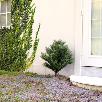 Cedar Bush Artificial Plant with Stakes - 3' - Green