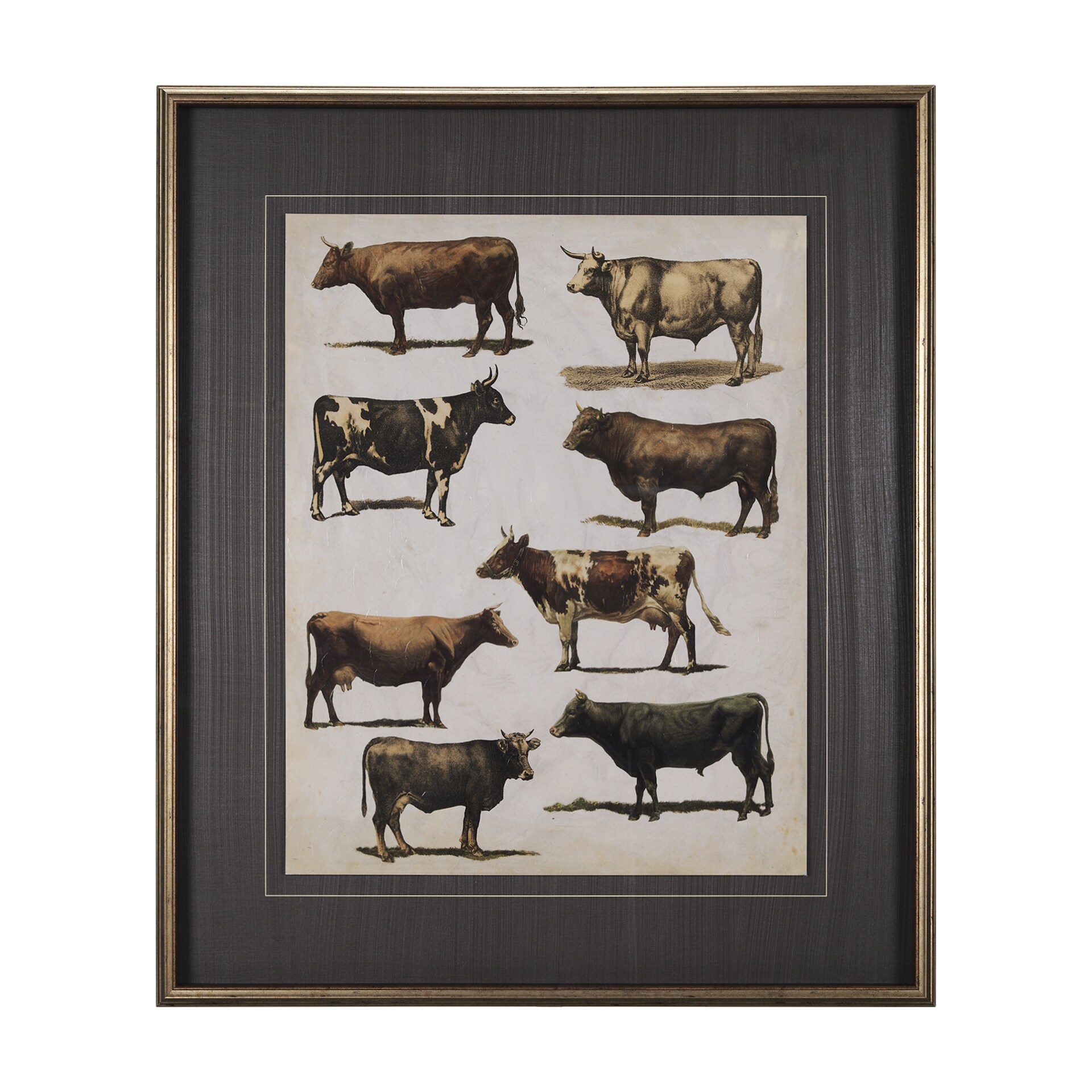 Antique Cow Chart by Mercana Studio a Framed Art Print Matted under Glass