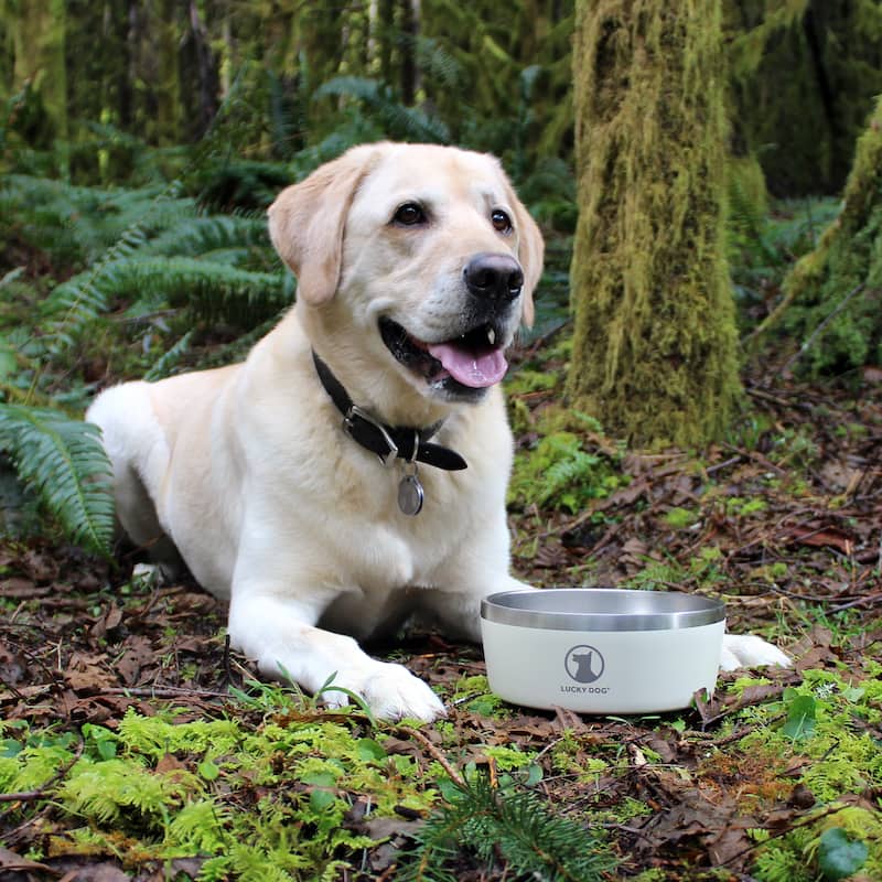 Lucky Dog INDULGE Double Wall Stainless Steel Dog Bowl Non Slip Lifetime Warranty