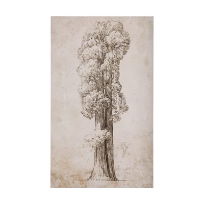 Westcoast Tree Drawing I (27 x 45) Canvas Art Print