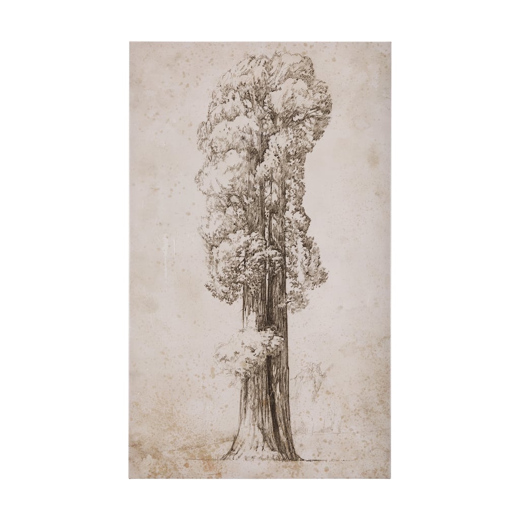 Westcoast Tree Drawing I (36 x 60) Canvas Art Print