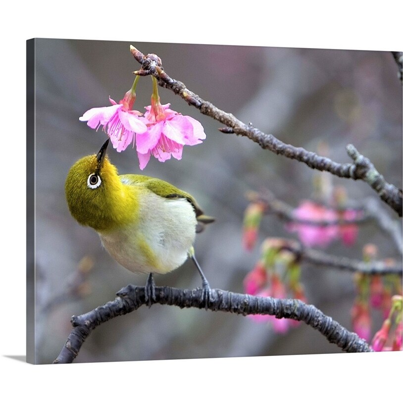 Shop Japanese Bush Warbler In Cherry Blossom Tree At Mount Yae
