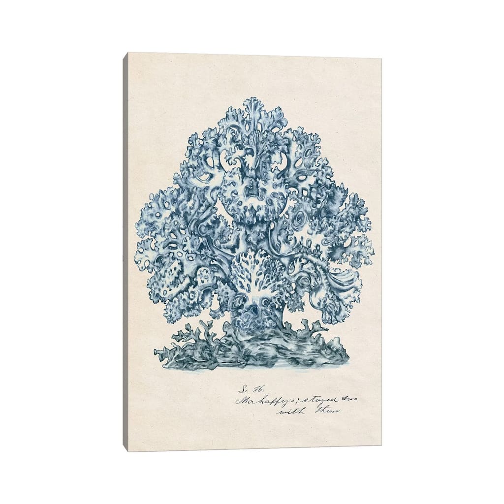 iCanvas "Sea Coral Study II" by Melissa Wang Canvas Print