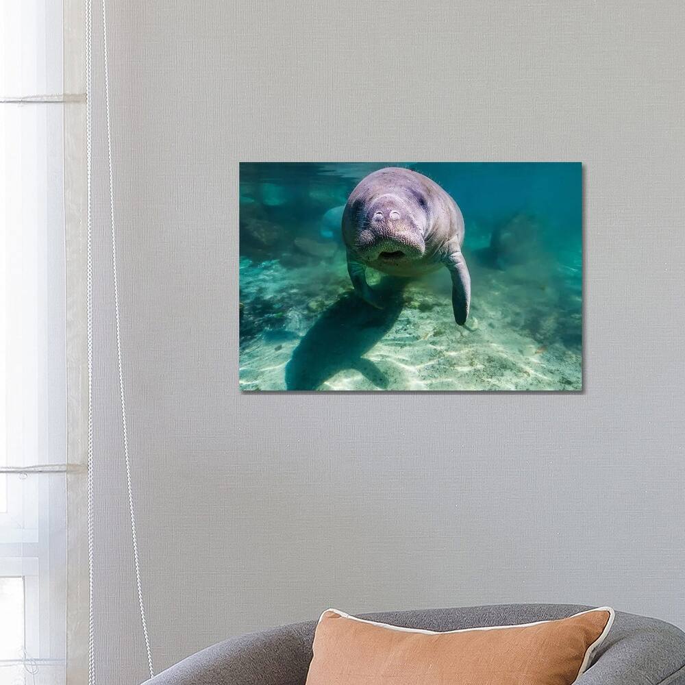 iCanvas "Manatee In Crystal River, Florida" by Jennifer Idol Canvas Print